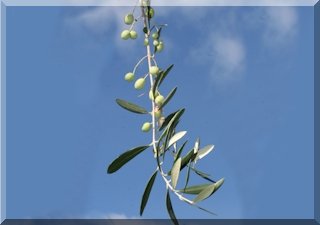 The Olive Brance - international sign of peace