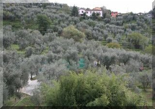 Nets spread out under the trees - ready for picking