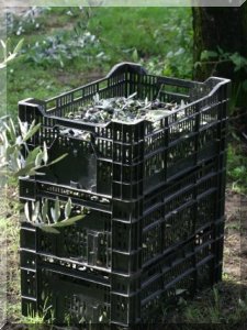 Olives stored in open crates for transport
