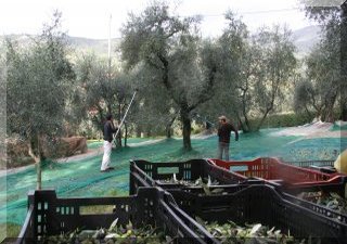 Harvesting the Olives