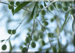 In old Greece, the olive trees were so sacred that those who cut one down were condemned to death