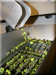 Olives being feed into the mill