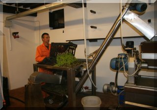 Feeding more olives into the mill