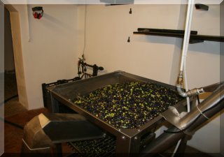 the olives are washed before being milled