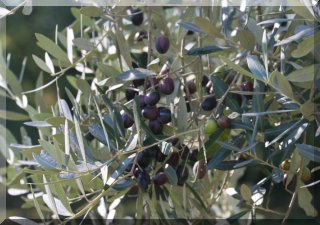 Beautiful olives