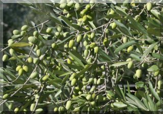 Frantoio Olives