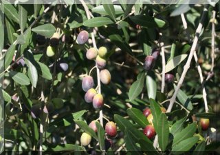 Moraiolo Olives