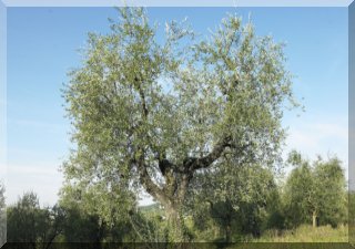 250 going towards 300 years old tree