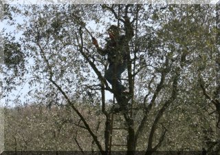 Every tree is pruned by hand