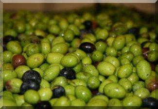 Olives picked in the morning