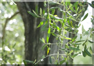Olive trees have an almost titanic resistance