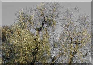 A slow growing tree that becomes very bushy if not pruned regularly