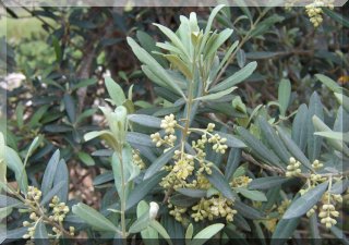 White perfumed flowers of the olive tree