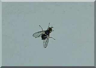 The dreaded olive fly