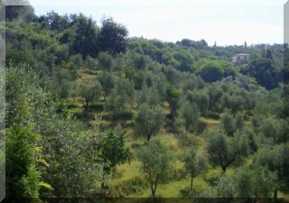 The olive grove