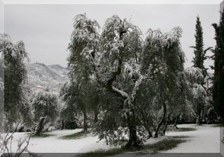 Winter can be hard for the trees....