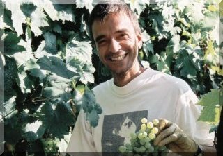 Grapes ready to be picked