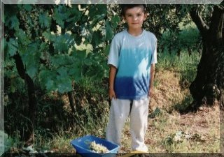 Whites grapes being picked