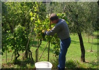 Picking grapes