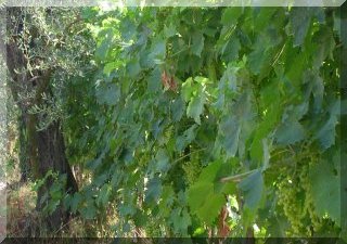 White grapes ready to be picked