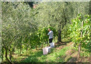 Picking grapes