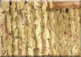 Grapes drying in the attic