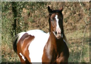 Barizja was born in 2005