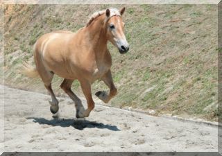 Lisa is always a few steps behind the others - those short legs
