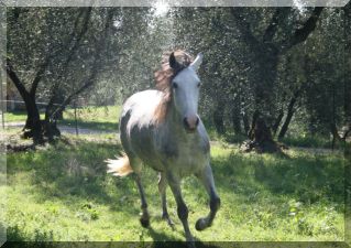 Pioggia was born in 1999