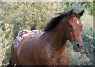 Pippo in the olive grove