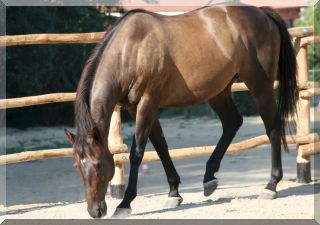 Zazu in the round-pen