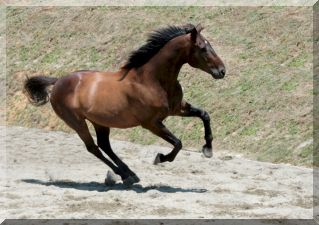 ... and free in the arena