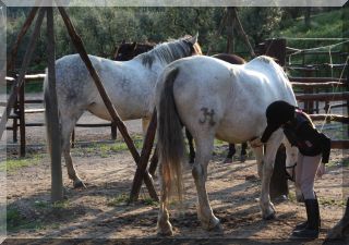 Preparing the horses